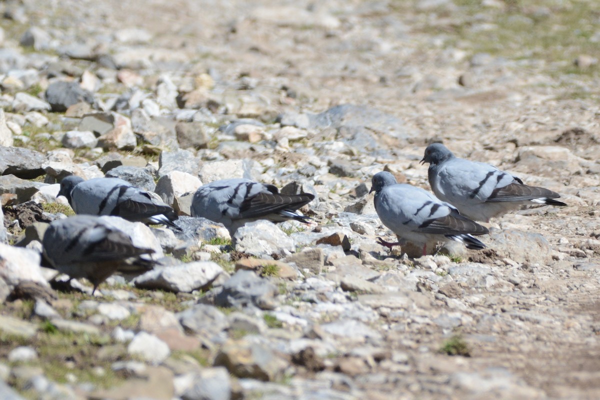 Pigeon des rochers - ML121785681