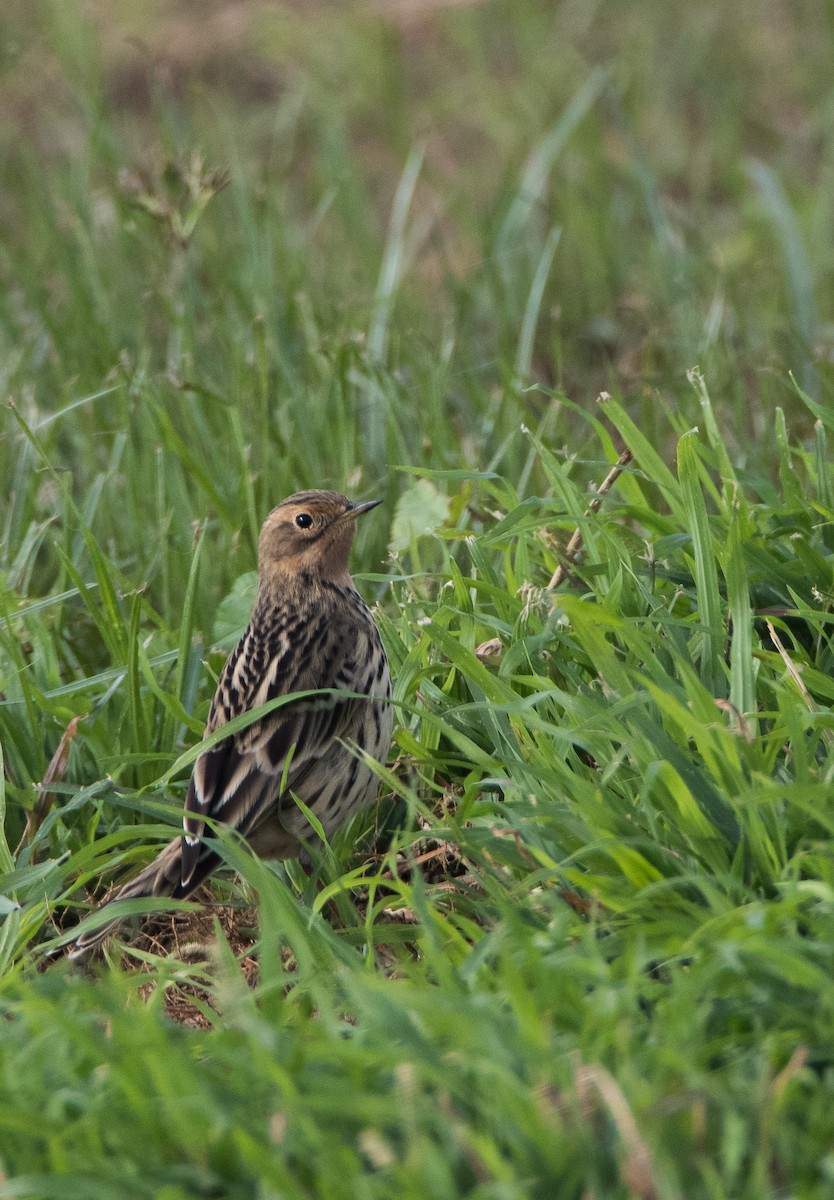 Red-throated Pipit - ML121786171