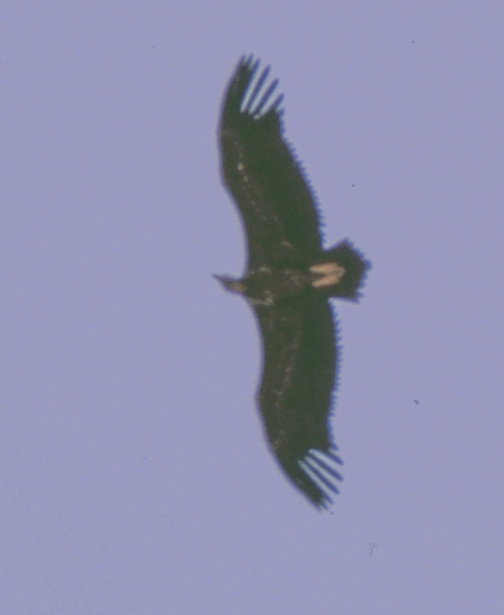 Lappet-faced Vulture - ML121786181
