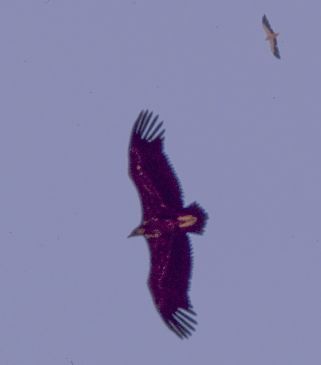 Lappet-faced Vulture - ML121786201