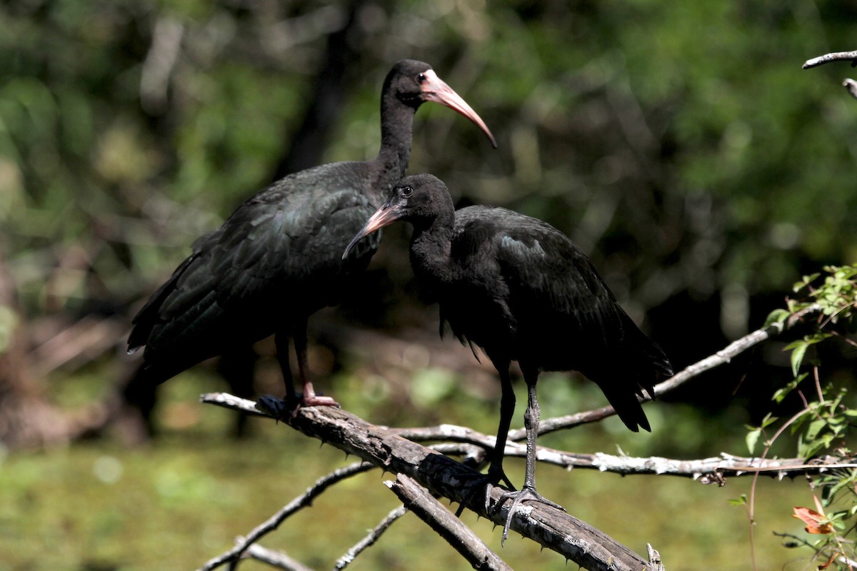 ibis tmavý - ML121786741