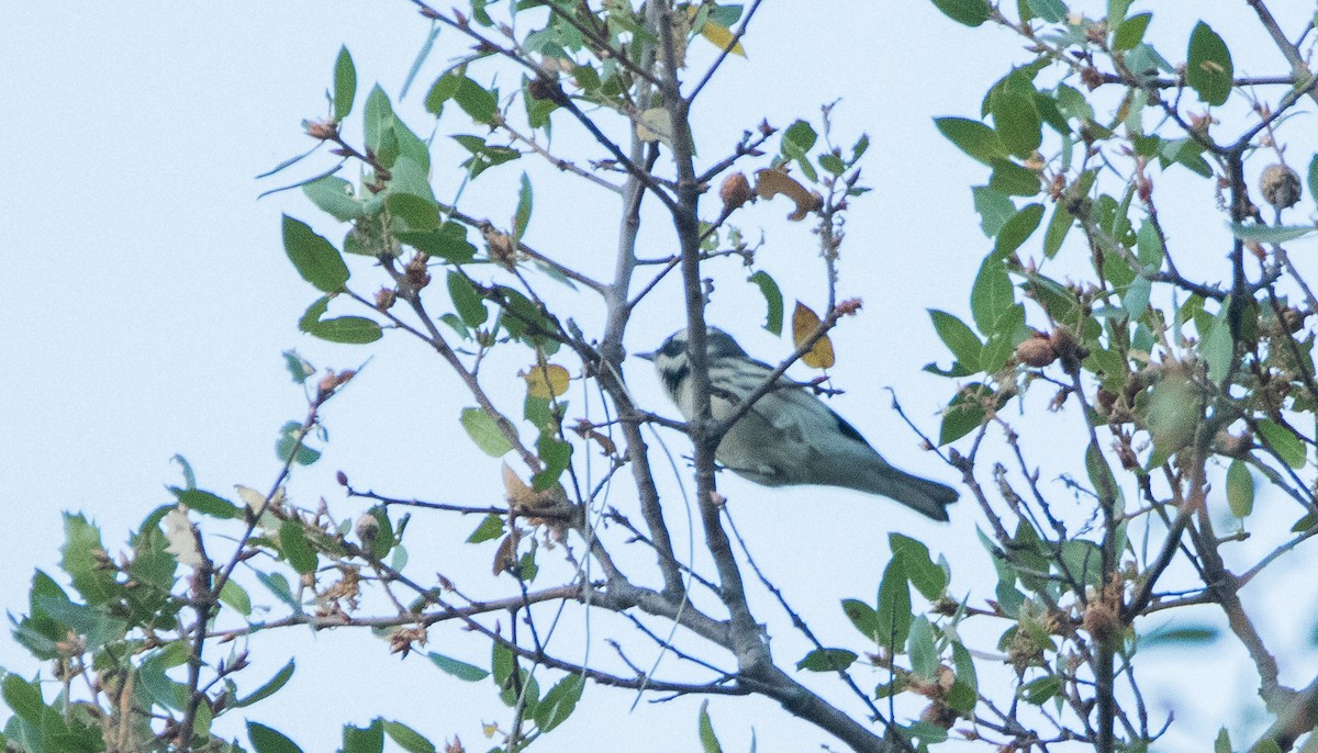 Black-throated Gray Warbler - ML121787041