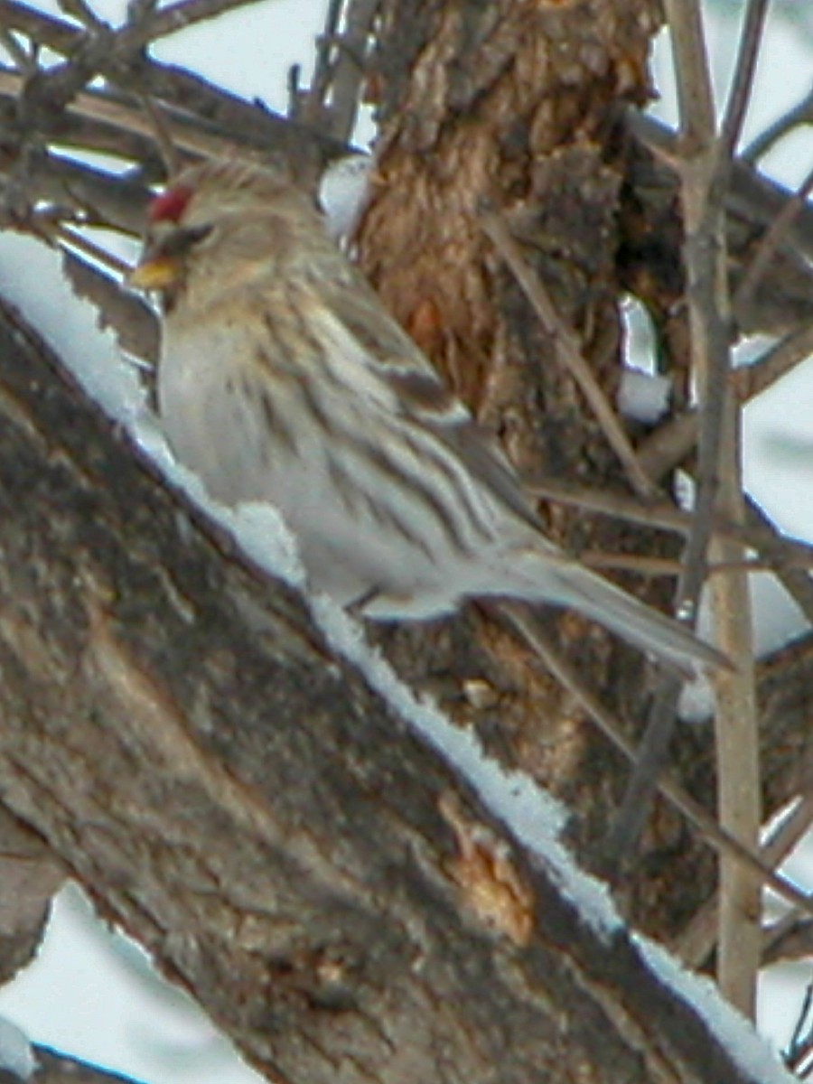 Common Redpoll - Will Chatfield-Taylor