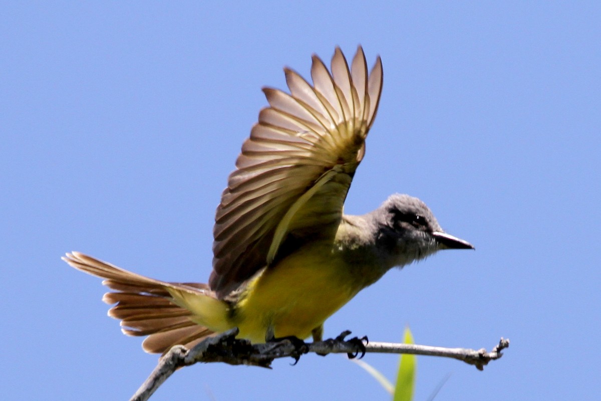 Tropical Kingbird - Pedro Ayres