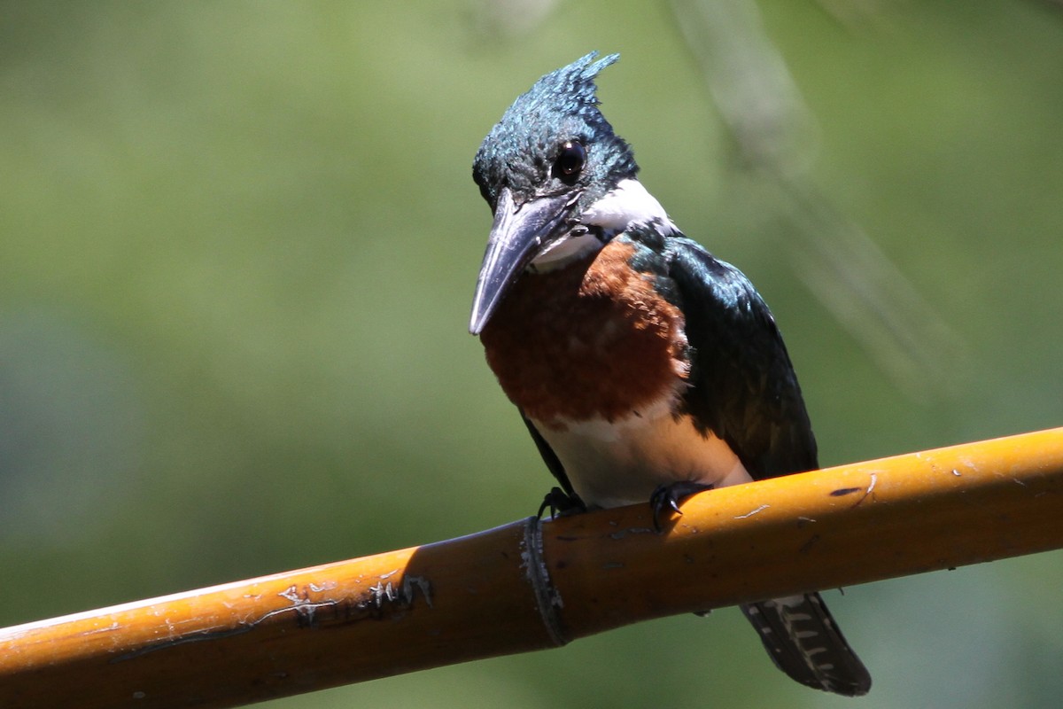 Amazon Kingfisher - Pedro Ayres