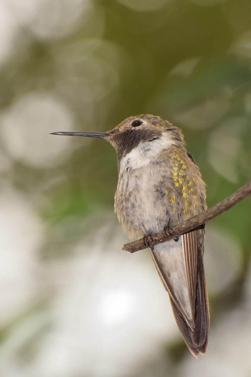 Broad-tailed Hummingbird - ML121788691