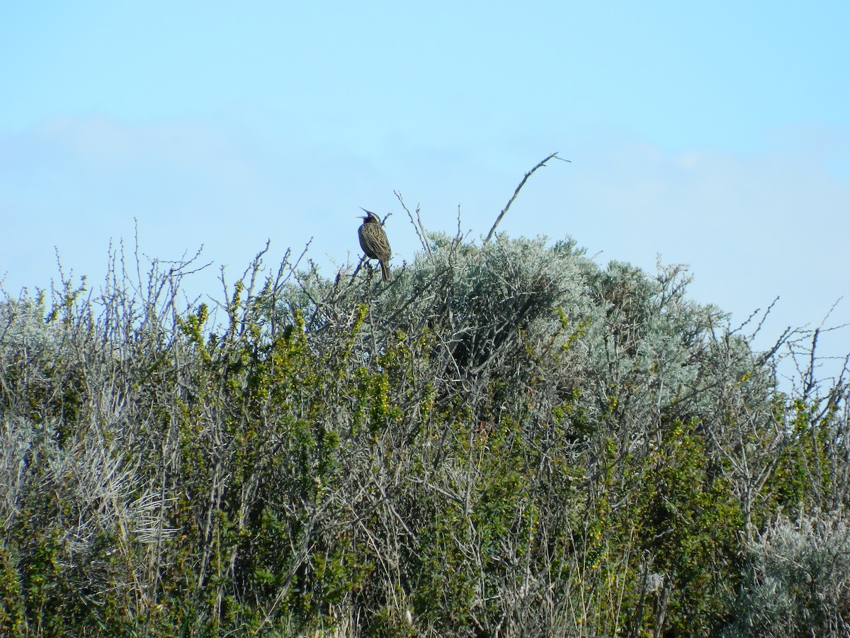Long-tailed Meadowlark - ML121788771