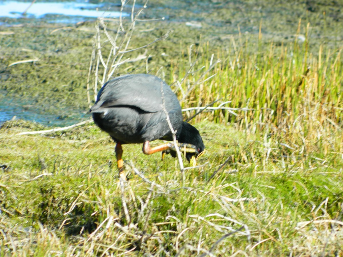 White-winged Coot - ML121788831
