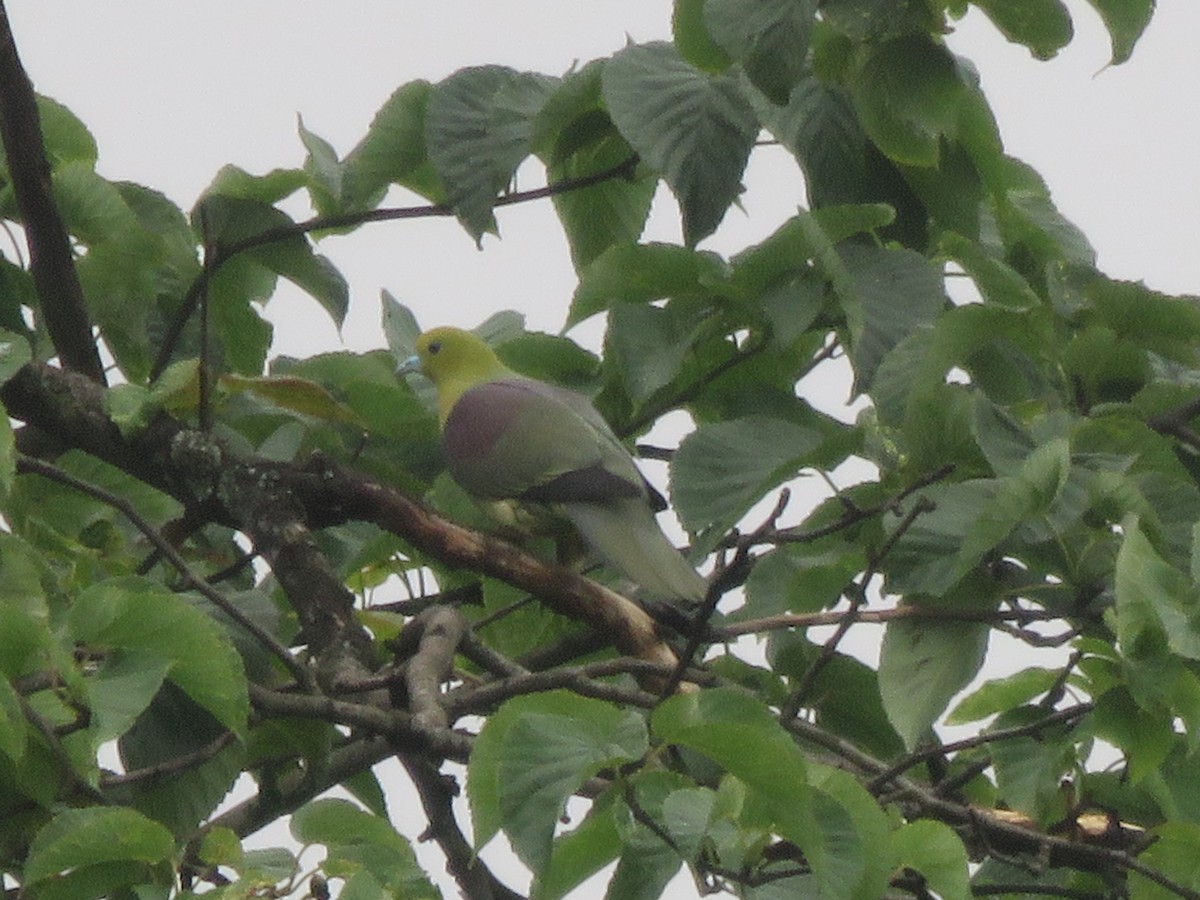 Wedge-tailed Green-Pigeon - Alban Guillaumet