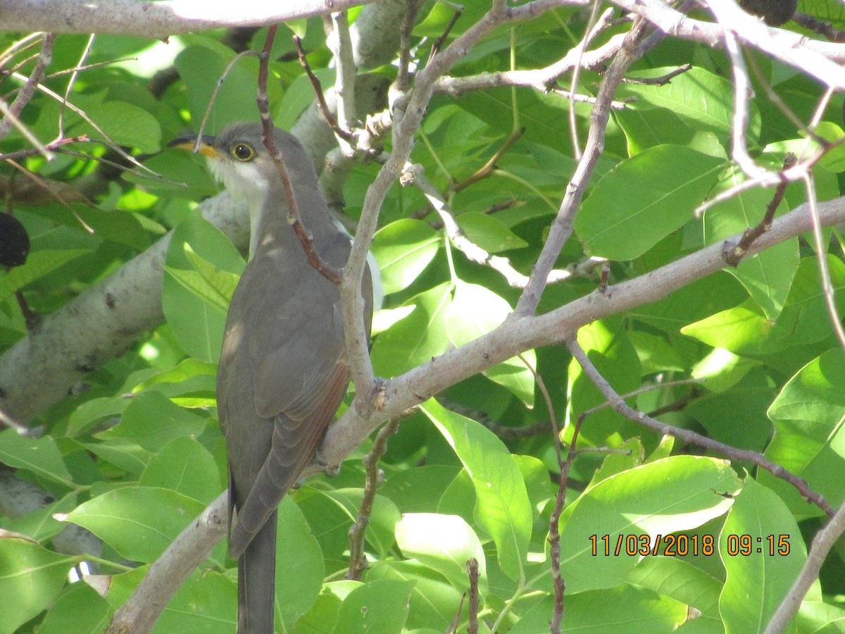 Yellow-billed Cuckoo - Vivian F. Moultrie