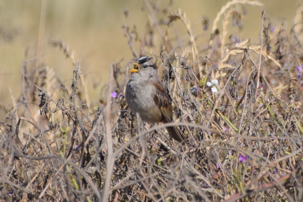White-crowned Sparrow (nuttalli) - ML121793071