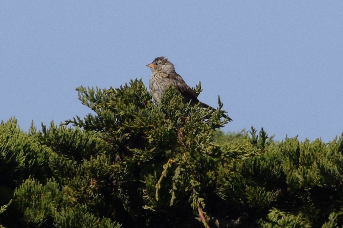 White-crowned Sparrow (nuttalli) - ML121793621