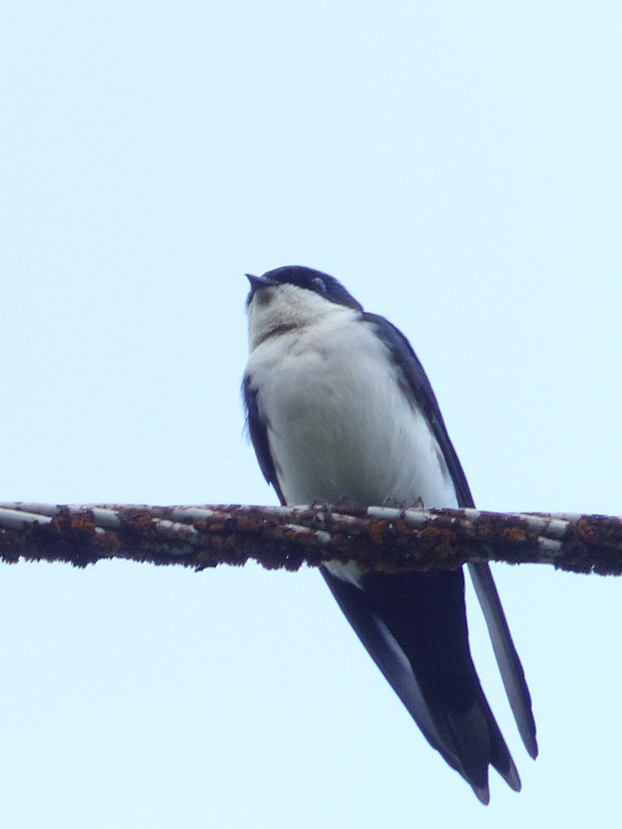 Blue-and-white Swallow - ML121794991