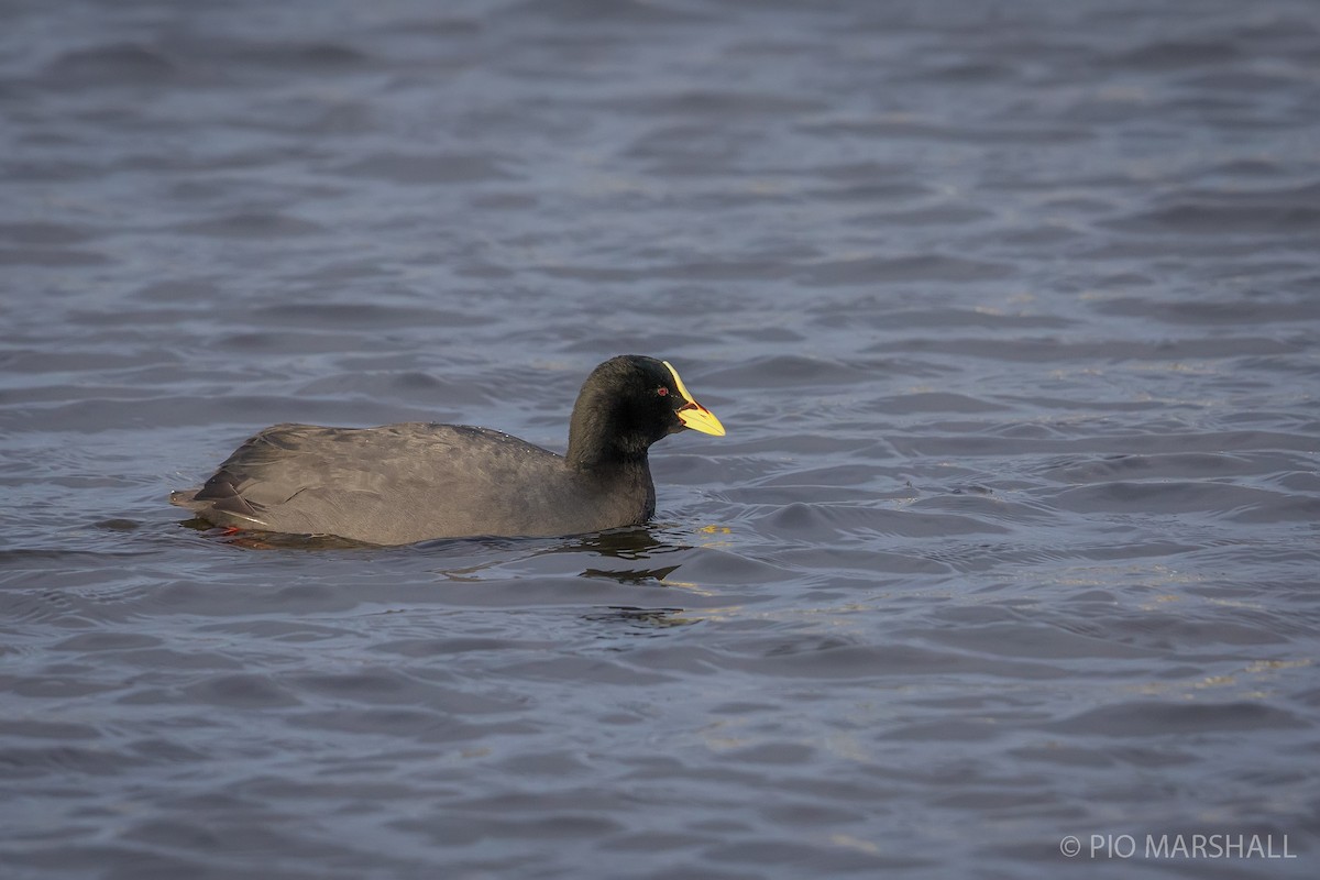 Red-gartered Coot - ML121795871