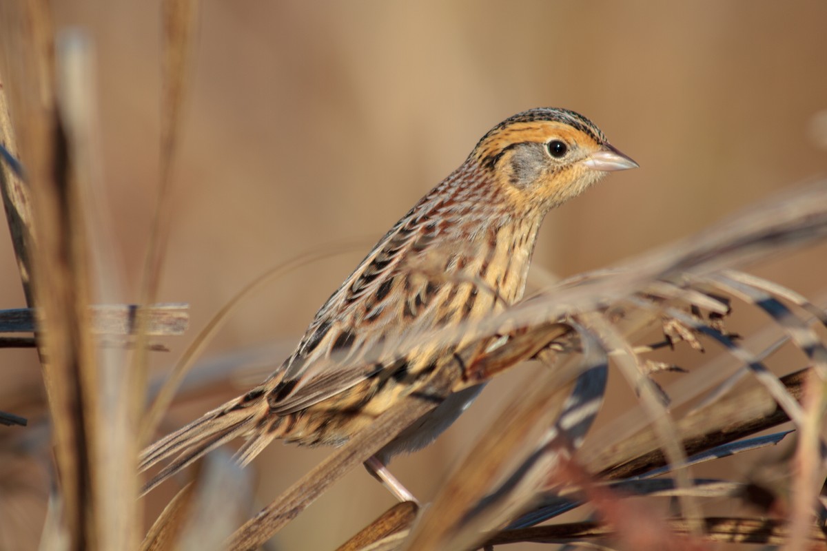 LeConte's Sparrow - Will Chatfield-Taylor