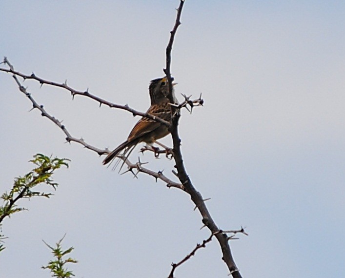 Grassland Sparrow - andres ebel