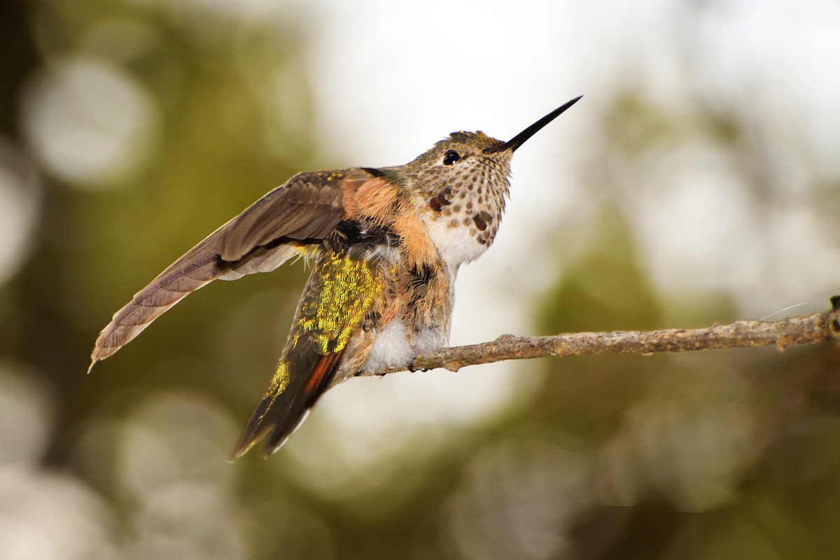 Broad-tailed Hummingbird - ML121797791