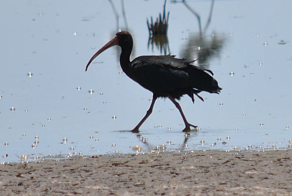 Bare-faced Ibis - andres ebel