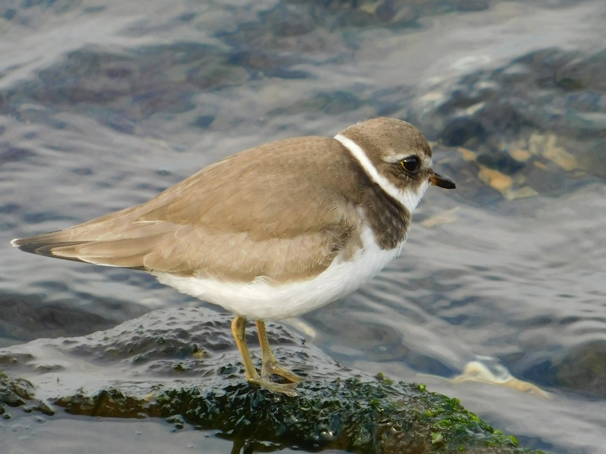 Semipalmated Plover - Luis Mendes