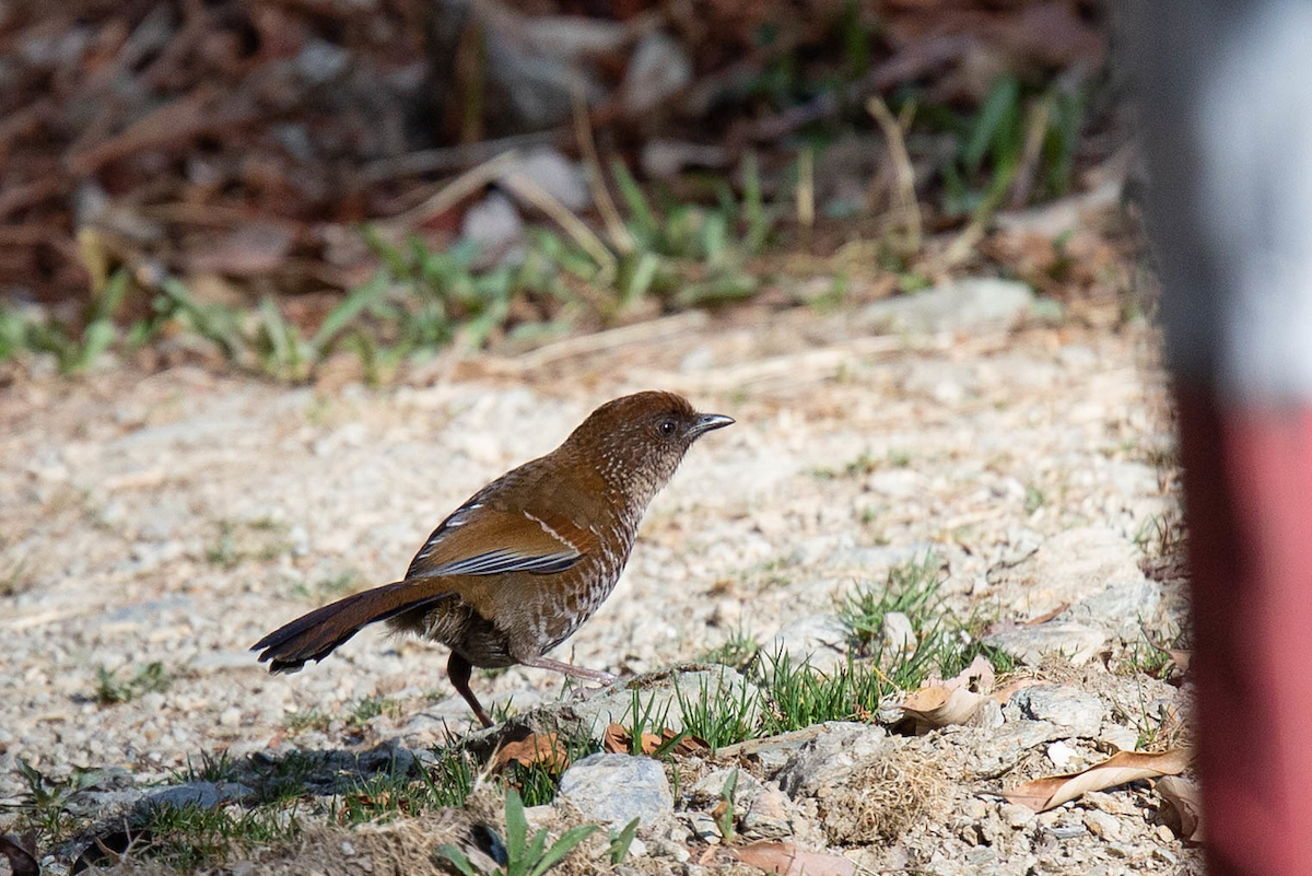 Brown-capped Laughingthrush - ML121802881