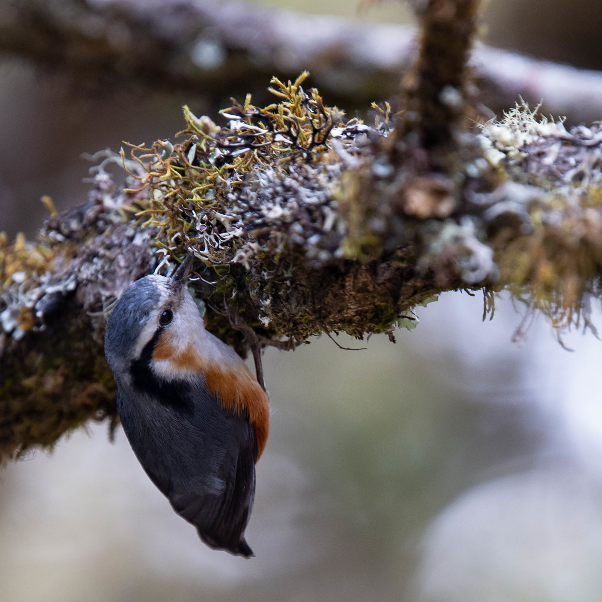 White-browed Nuthatch - ML121803991