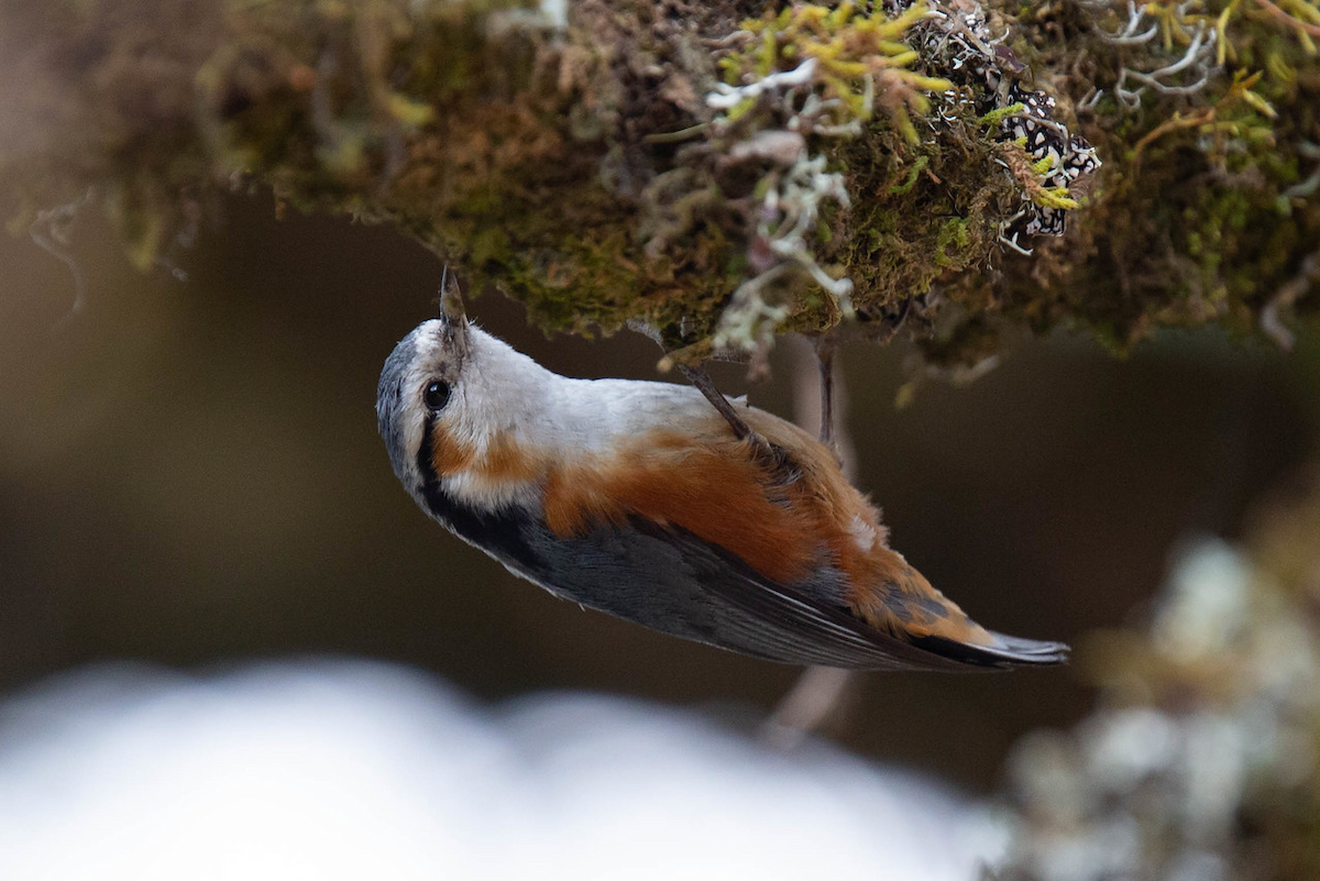 White-browed Nuthatch - Robert Tizard