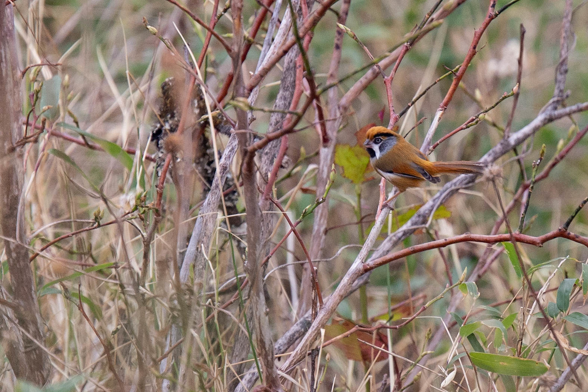 Black-throated Parrotbill (Buff-breasted) - ML121804331