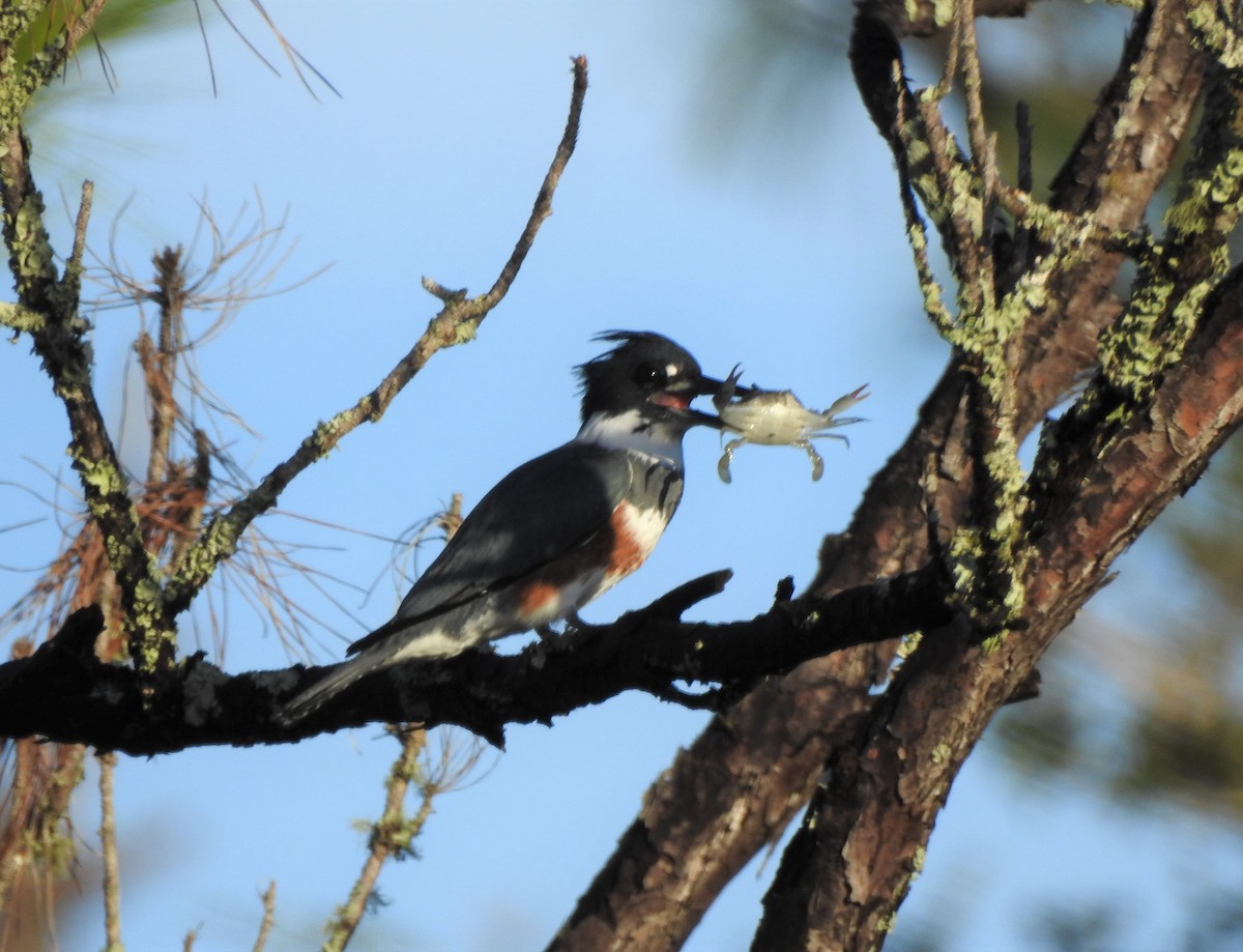 Belted Kingfisher - ML121805031