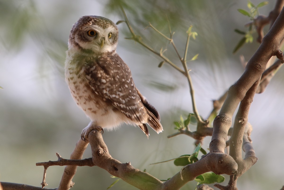 Spotted Owlet - ML121805711