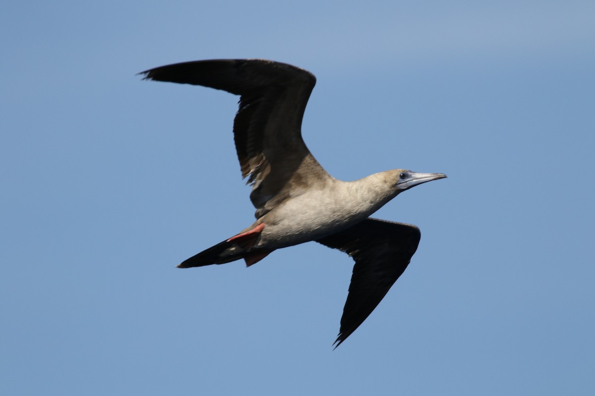 Red-footed Booby - Arnold Skei