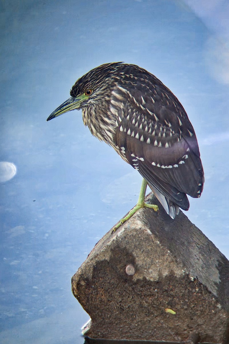 Black-crowned Night Heron - Shawn Pfautsch