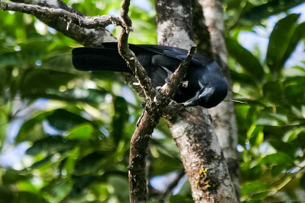 New Caledonian Crow - Nick Athanas