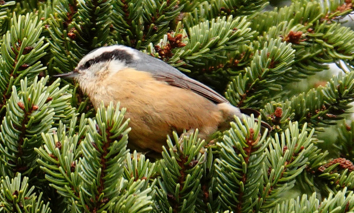 Red-breasted Nuthatch - David Zittin