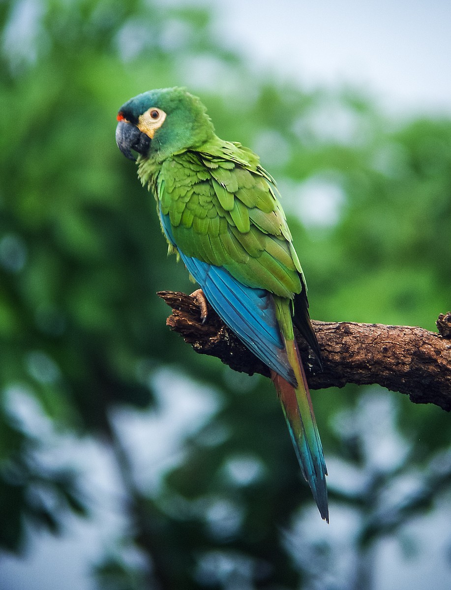 Blue-winged Macaw - Nick Athanas