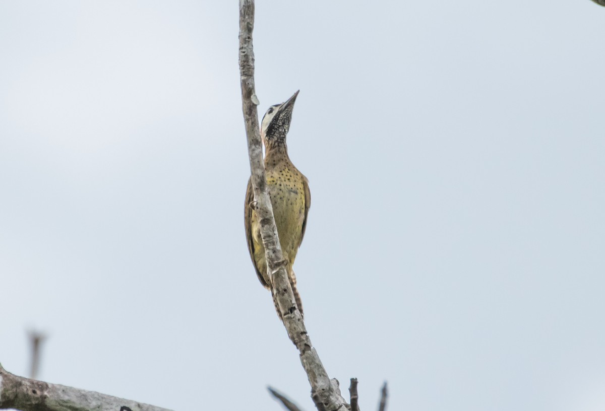 Spot-breasted Woodpecker - Cullen Hanks