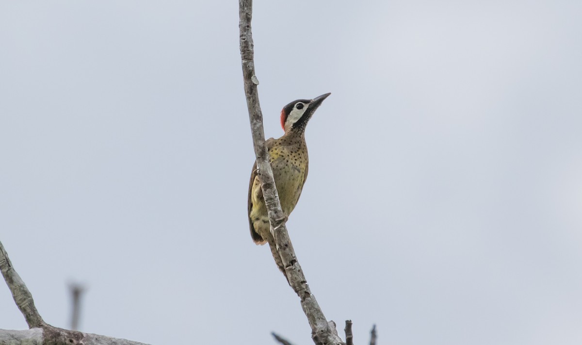 Spot-breasted Woodpecker - ML121811131