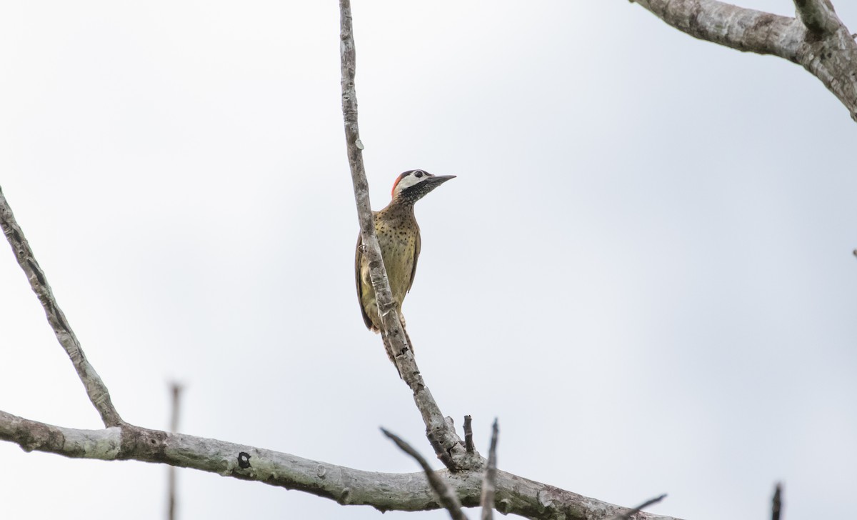 Spot-breasted Woodpecker - ML121811141