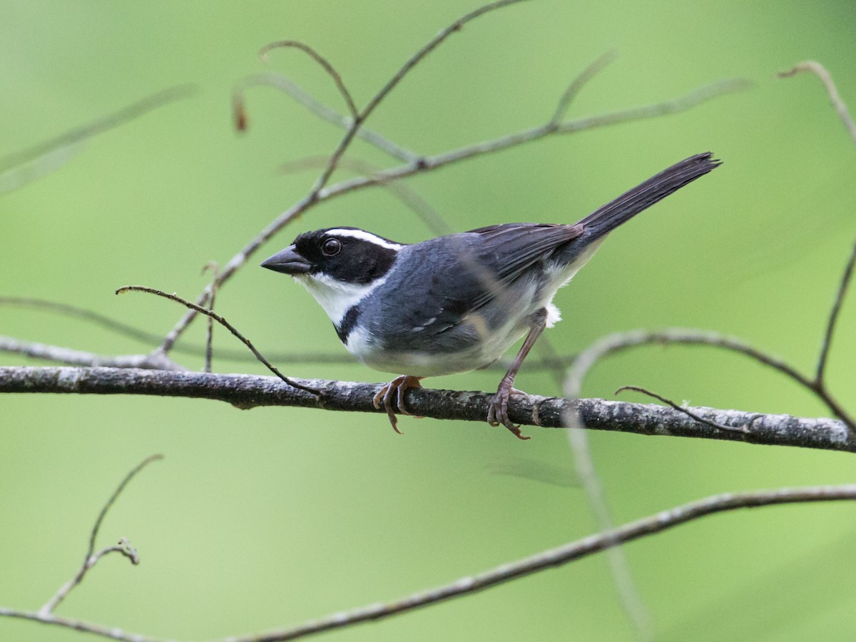 Black-capped Sparrow (Black-capped) - Nick Athanas