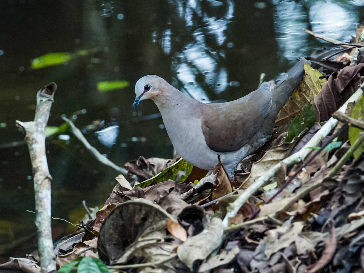 Gray-fronted Dove - ML121816431