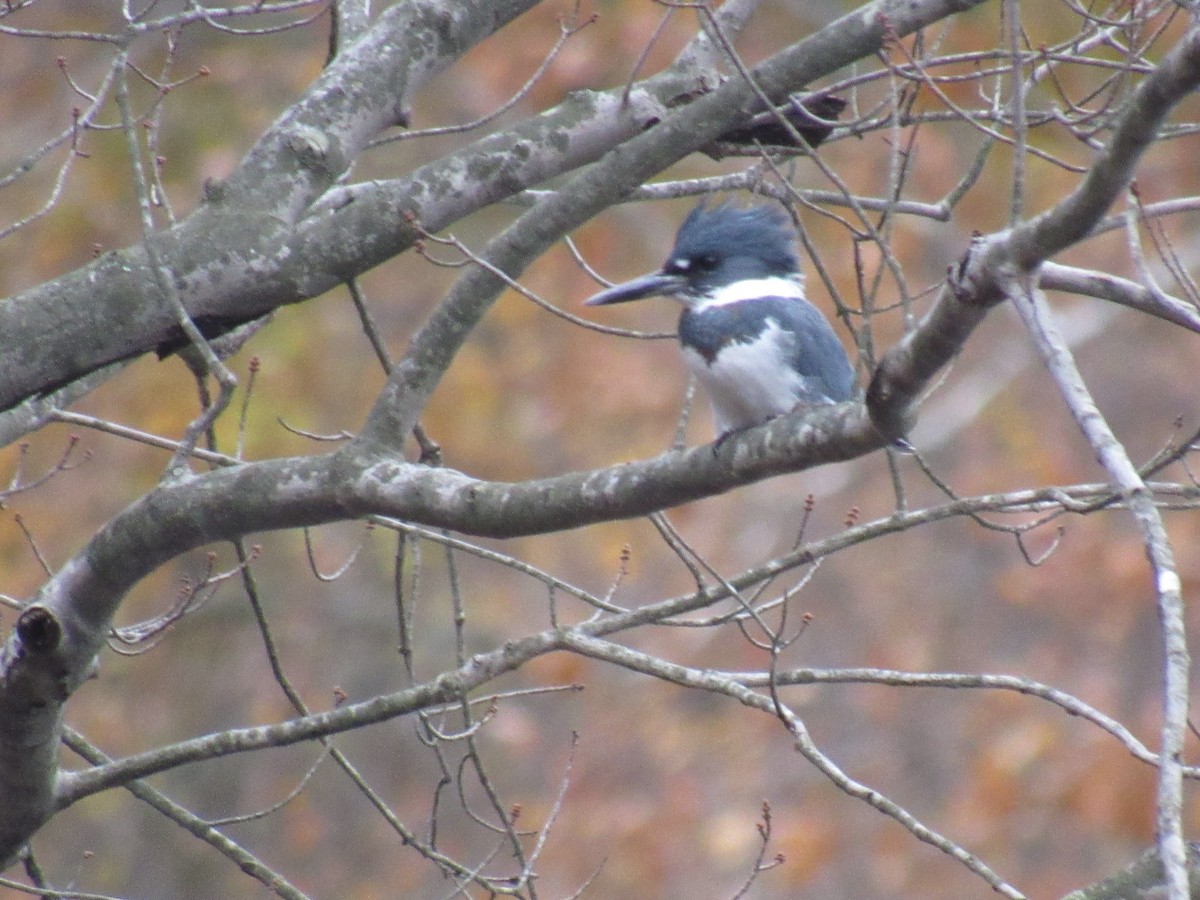 Belted Kingfisher - ML121818011