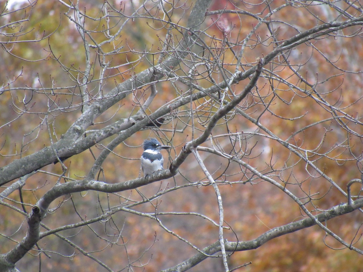 Belted Kingfisher - ML121818041