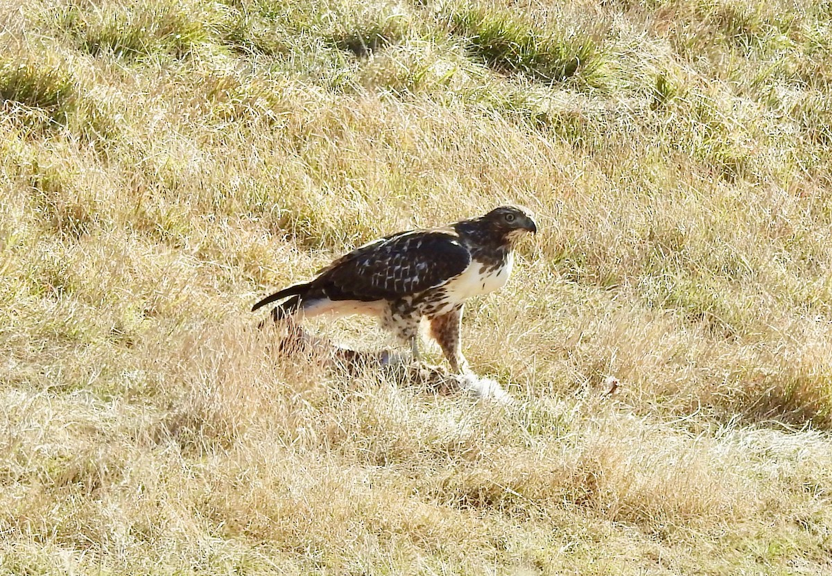 Red-tailed Hawk - Janice Backstrom