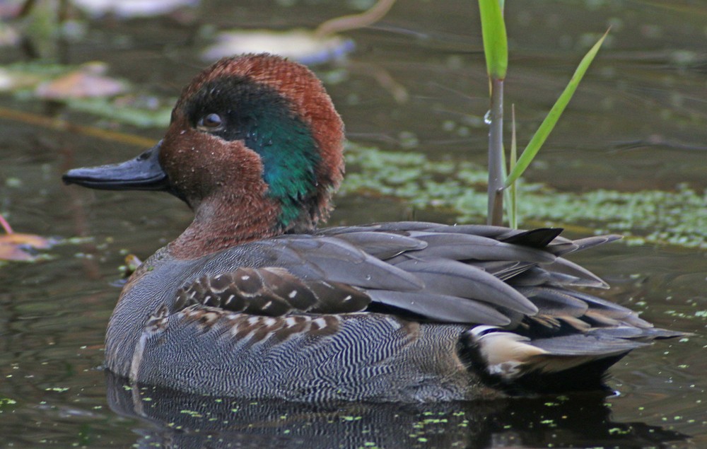 Green-winged Teal (American) - Corey Finger