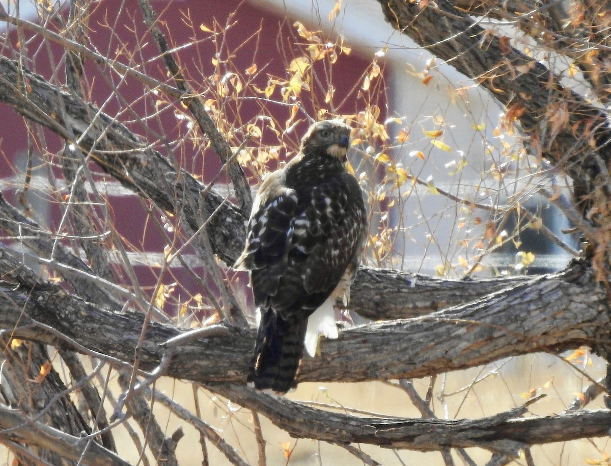 Red-tailed Hawk - ML121818351