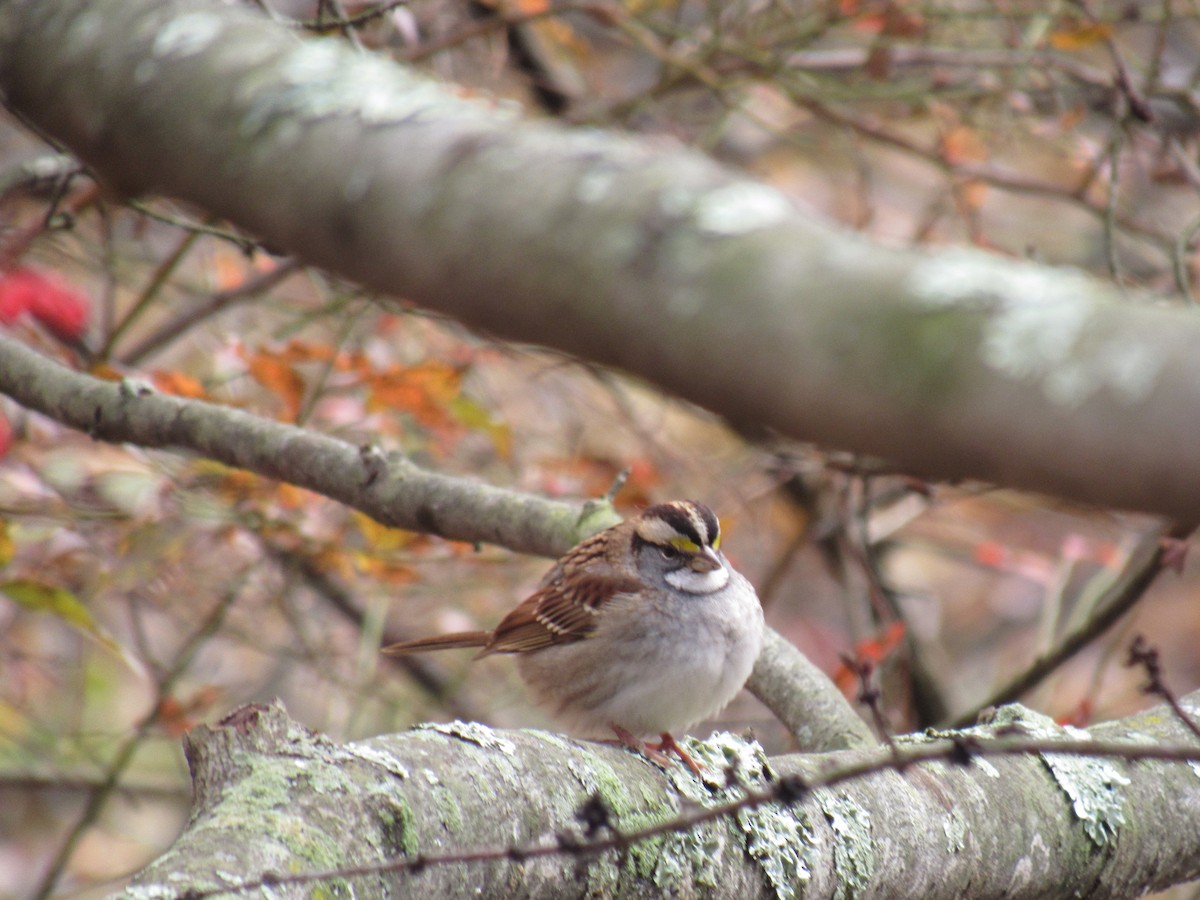 White-throated Sparrow - ML121818431
