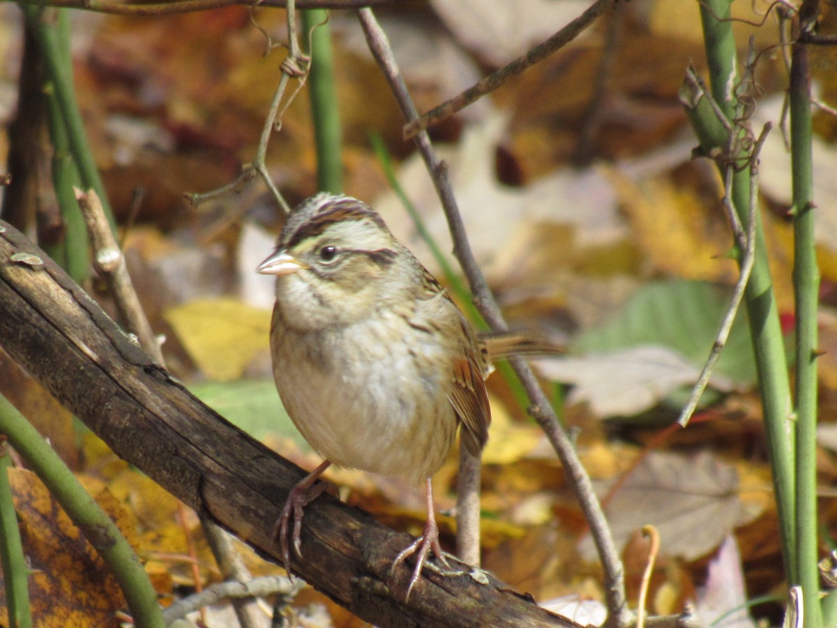 Swamp Sparrow - ML121818641