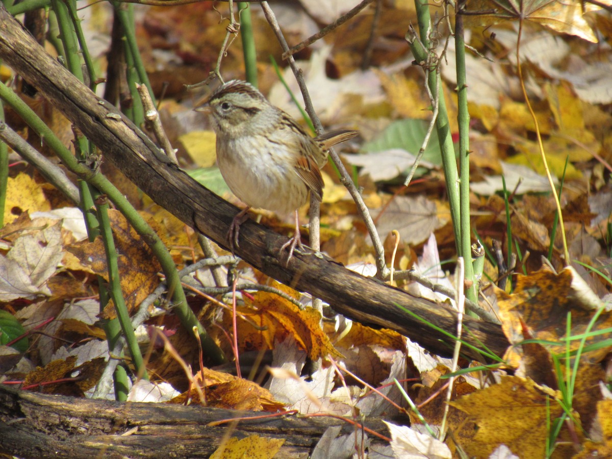 Swamp Sparrow - ML121818691
