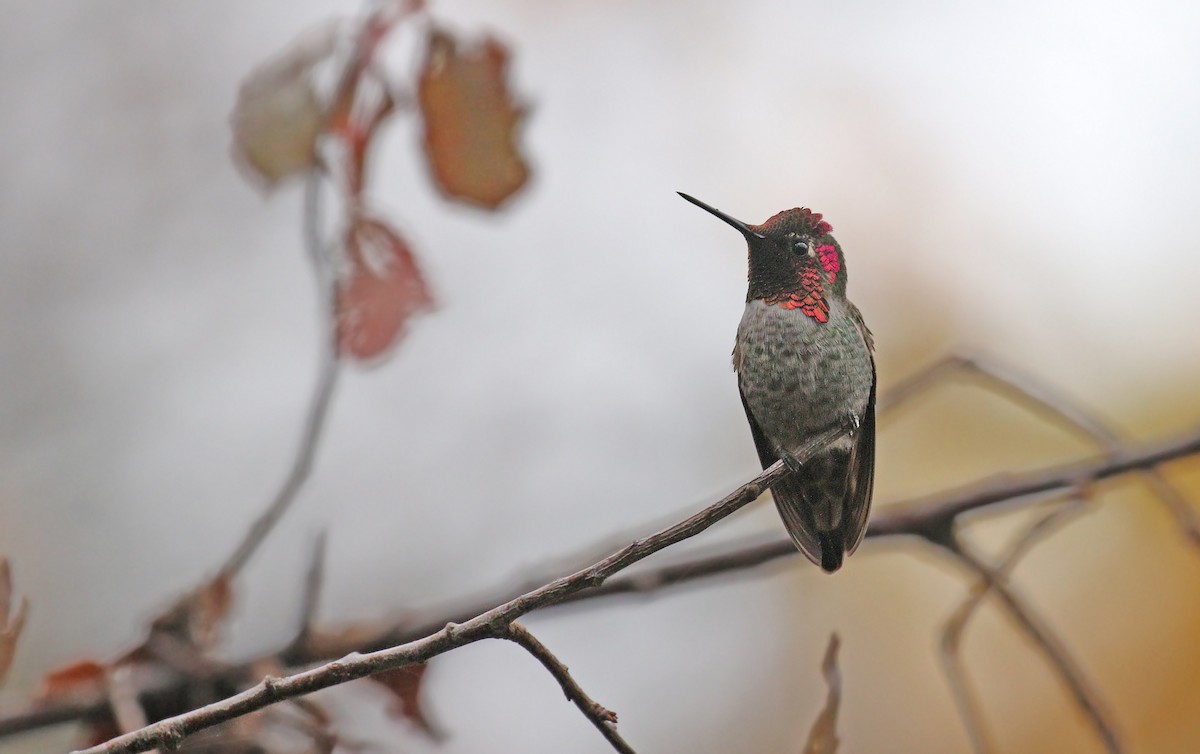 Anna's Hummingbird - ML121818711