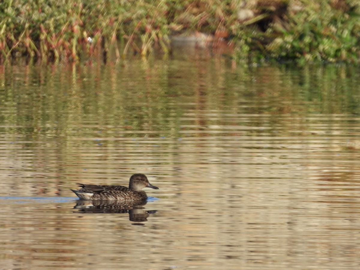 Green-winged Teal - ML121818791