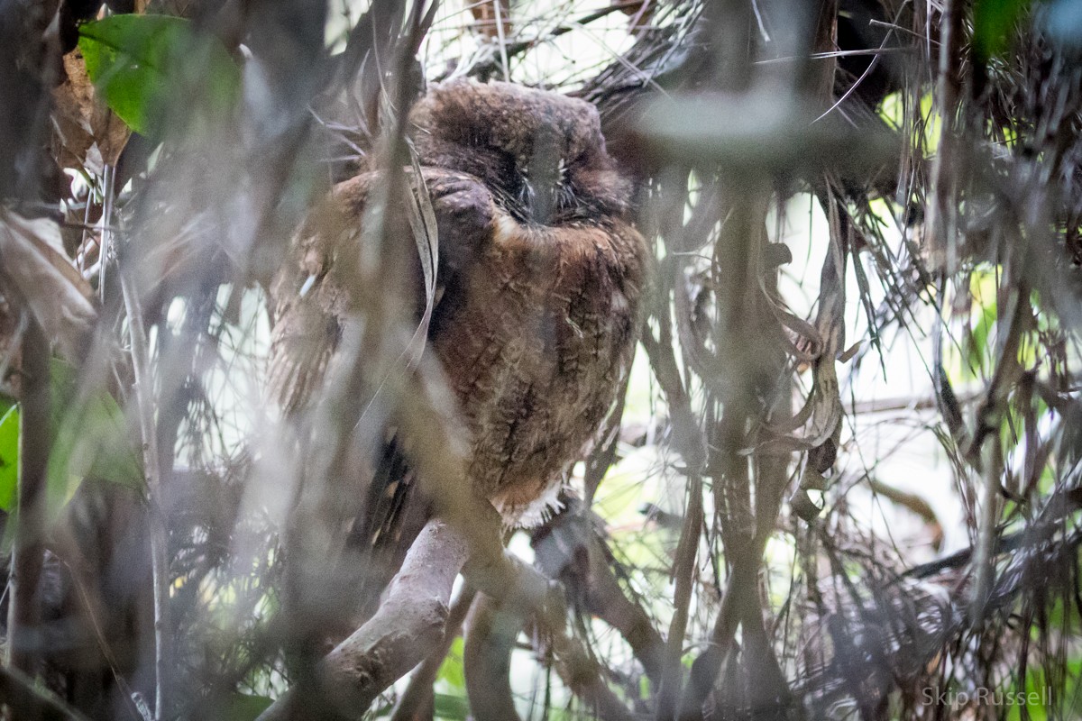 Madagascar Scops-Owl (Rainforest) - Skip Russell